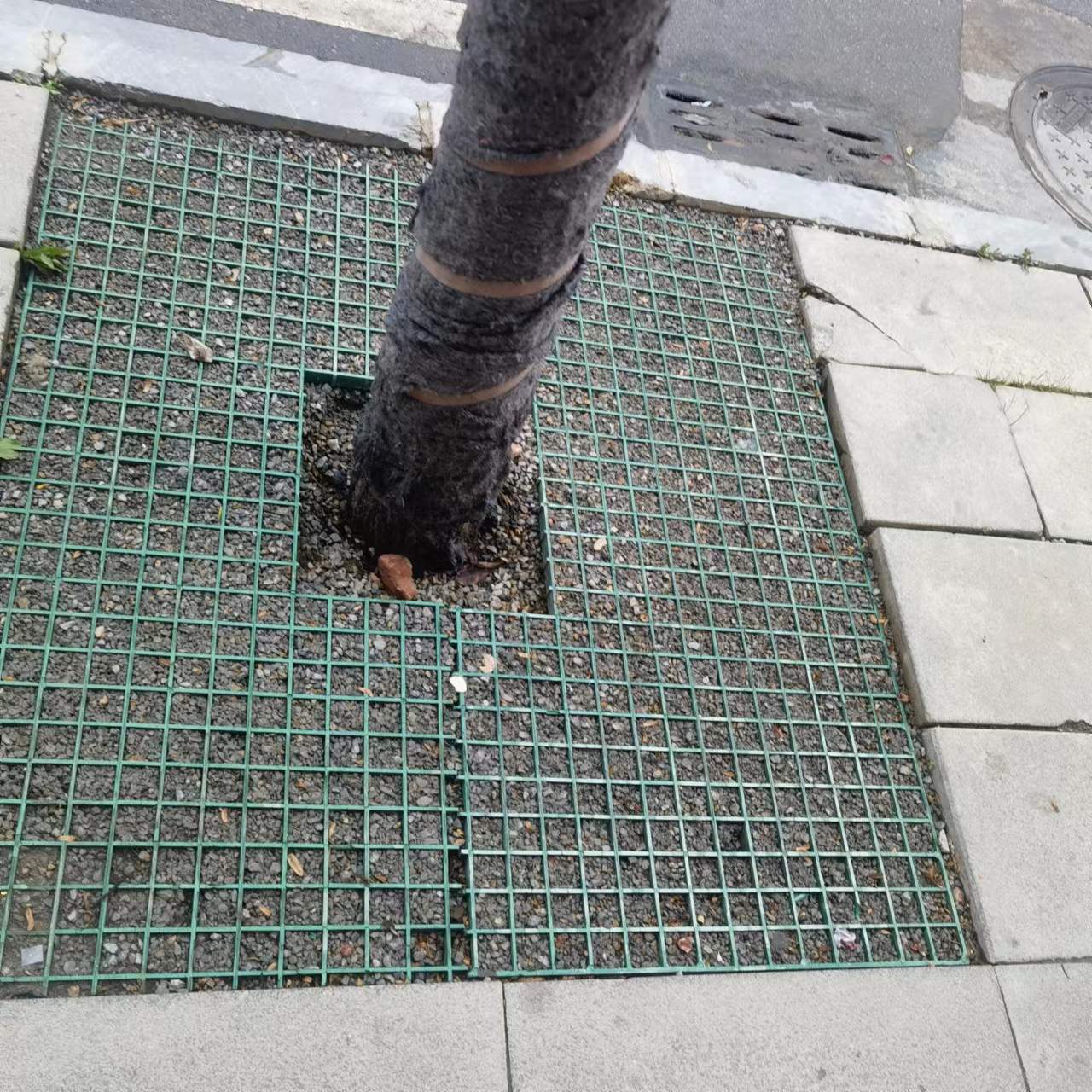 Fiberglass tree grate